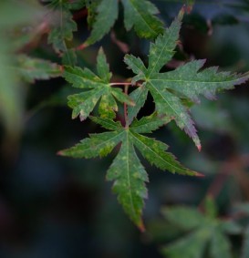 Acer palmatum (Groenbladige japanse Esdoorn)