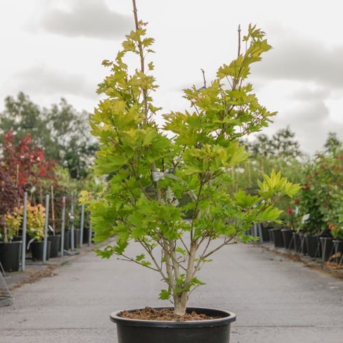 Acer shirasawanum 'Aureum' (= jap. Aur.) (Geelbladige dwergesdoorn)