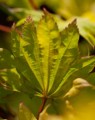 Acer shirasawanum 'Aureum' (= jap. Aur.) (Geelbladige dwergesdoorn)
