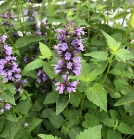 Agastache 'Black Adder' (Annijsplant - Dropplant)