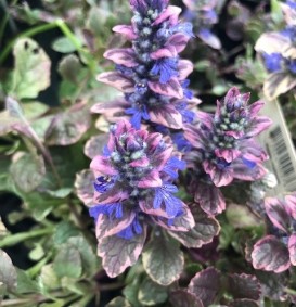 Ajuga reptans 'Burgundy Glow' (Zenegroen)