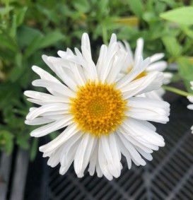 Aster alpinus 'Albus' (Alpenaster)