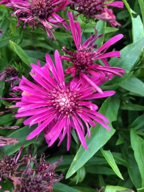 Aster dumosus 'Jenny' (Alpenaster)