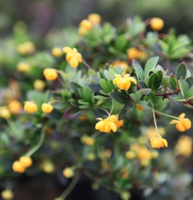 Berberis buxifolia 'Nana' (Zuurbes)