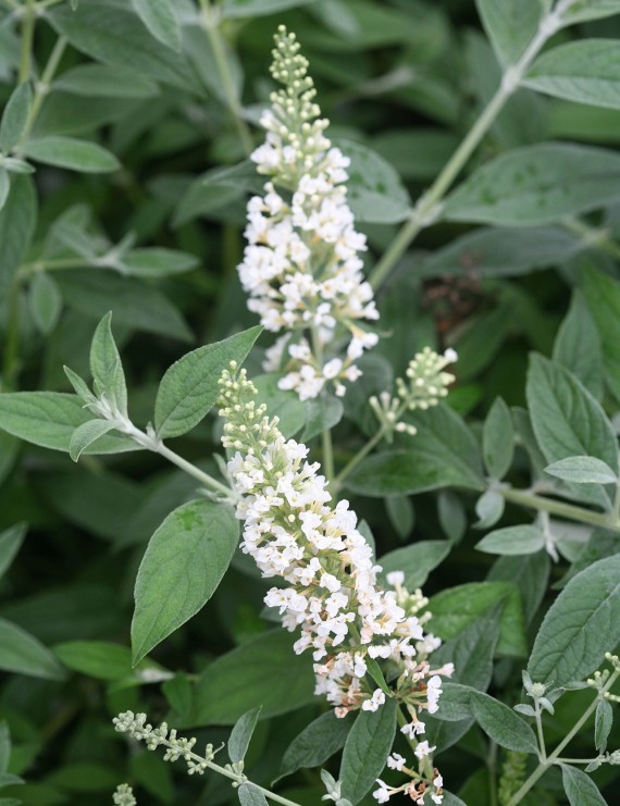 Buddleja davidii 'White chip' (Vlinderplant)