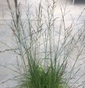 Calamagrostis acutiflora 'Karl Foerster' (Struisriet)