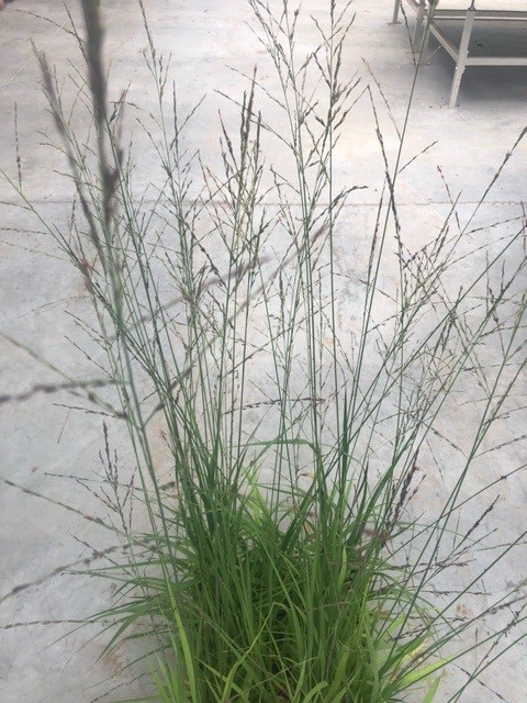 Calamagrostis acutiflora 'Karl Foerster' (Struisriet)