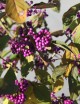 Callicarpa bodinieri 'Profusion'