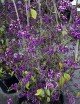 Callicarpa bodinieri 'Profusion'