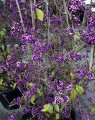 Callicarpa bodinieri 'Profusion'