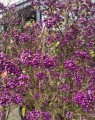 Callicarpa bodinieri 'Profusion'