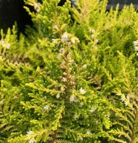 Calluna vulgaris 'Beoley Gold' (Bezemheide - struikheide)