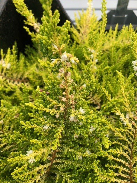 Calluna vulgaris 'Beoley Gold' (Bezemheide - struikheide)