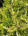 Calluna vulgaris 'Beoley Gold' (Bezemheide - struikheide)