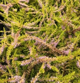 Calluna vulgaris 'Boskoop' (Bezemheide - struikheide)