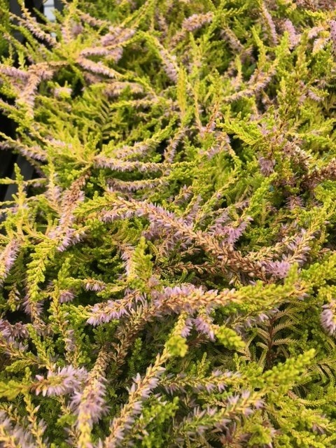 Calluna vulgaris 'Boskoop' (Bezemheide - struikheide)