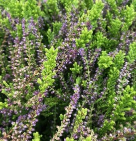 Calluna vulgaris 'Carrington' (Bezemheide - struikheide)