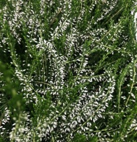 Calluna vulgaris 'Melanie'  (Bezemheide - struikheide)