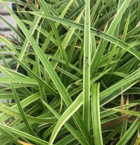 Carex morrowi 'Ice Dance' (Zegge)