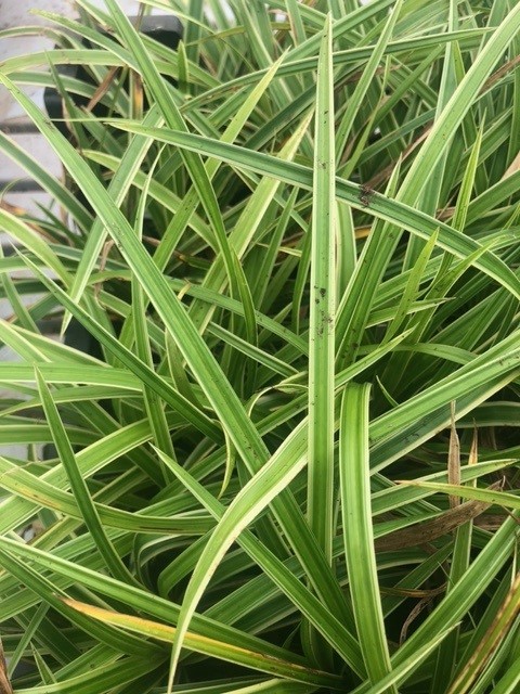 Carex morrowi 'Ice Dance' (Zegge)