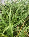 Carex morrowi 'Ice Dance' (Zegge)