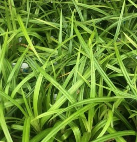 Carex foliosissima 'Irish green' (Zegge)