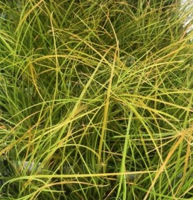 Carex testacea 'Prairie Fire' (Oranjezegge)