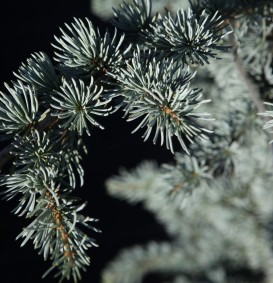 Cedrus libani 'Glauca' (Atlasceder)