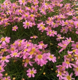 Coreopsis rosea  'American Dream' (Meisjesogen)