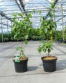 Cornus kousa 'China Girl' (Kornoelje)