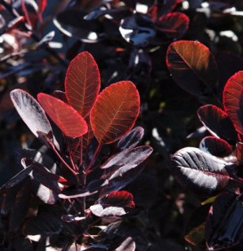 Cotinus coggygria 'Royal Purple'  (Pruikenboom)