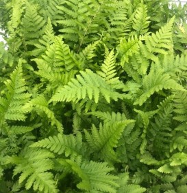 Dryopteris filix - mas (Mannetjesvaren)