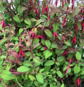 Fuchsia 'Madame Cornelissen' (Klokjesplant - Bellenplant - Bellekens)