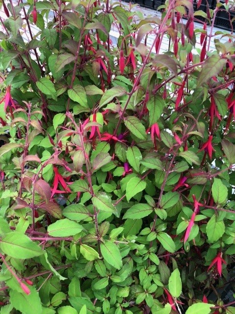 Fuchsia 'Madame Cornelissen' (Klokjesplant - Bellenplant - Bellekens)