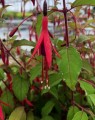 Fuchsia 'Madame Cornelissen' (Klokjesplant - Bellenplant - Bellekens)