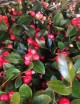 Gaultheria procumbens (Bergthee)