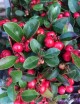 Gaultheria procumbens (Bergthee)