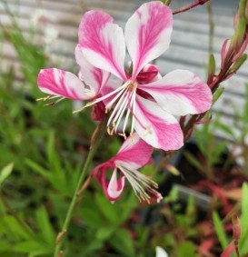 Gaura lindheimeri 'Siskiyou Pink' (Prachtkaars)