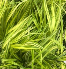 Hakonechloa Aureola (Japans berggras)