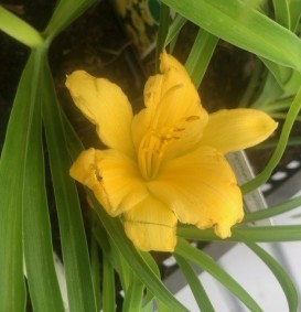 Hemerocallis 'Stella d'Oro' (Daglelie)