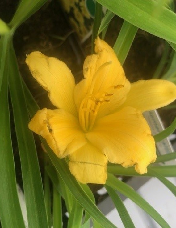 Hemerocallis 'Stella d'Oro' (Daglelie)