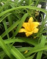 Hemerocallis 'Stella d'Oro' (Daglelie)