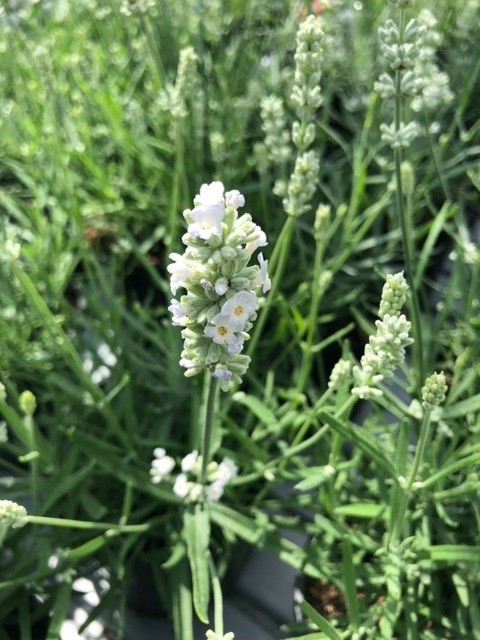 Lavandula angust. 'Edelweiss' (= 'Alba') (Lavendel)