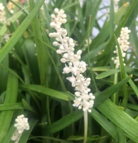 Liriope muscari 'Monroe White' (Leliegras)