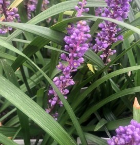 Liriope muscari 'Royal Purple' (Leliegras)