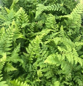 Polystichum setiferum (Naaldvaren)