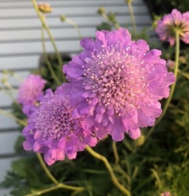 Scabiosa columbaria 'Butterfly Blue' (Duifkruid)