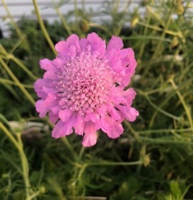 Scabiosa columbaria 'Pink Mist' (Duifkruid)