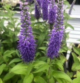 Veronica longifolia 'Blauriesin' (Ereprijs)